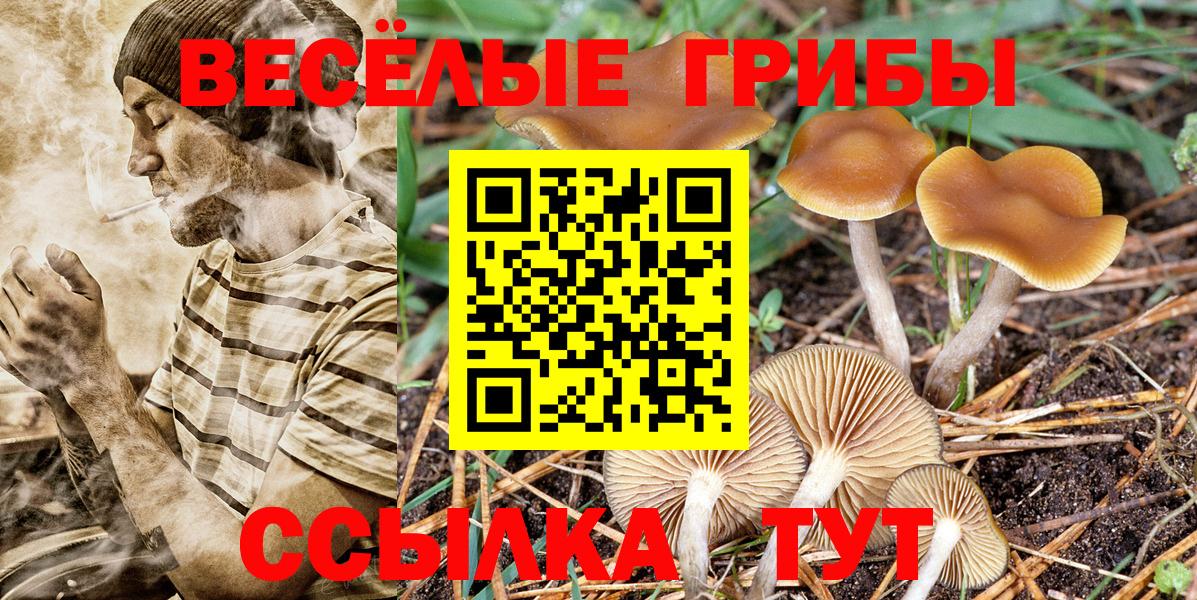 Псилоцибиновые грибы Psilocybine cubensis Гудермес